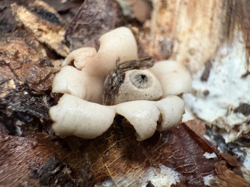 フクロツチガキ