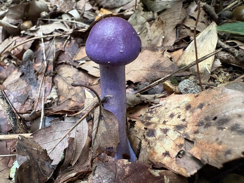 ムラサキアブラシメジモドキ