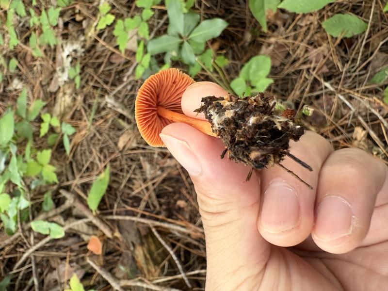 アカイボガサタケ