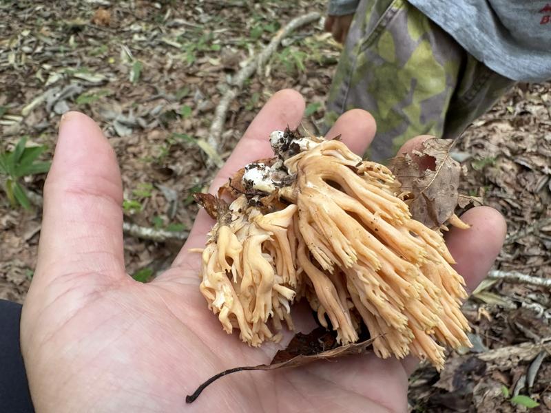 ハナホウキタケ