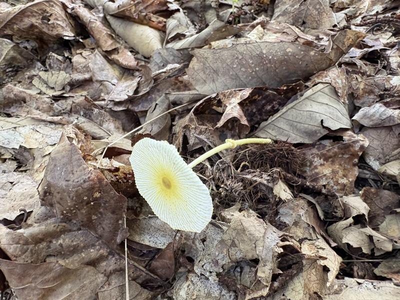 キツネノハナガサ