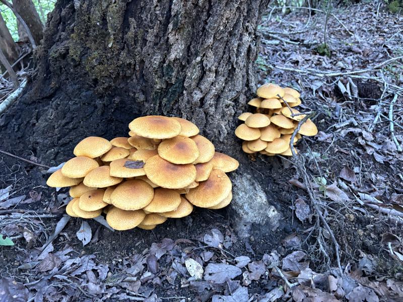 オオワライタケ