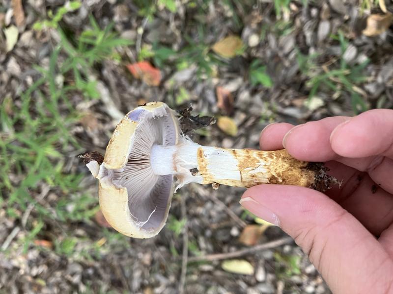 チャオビフウセンタケ？