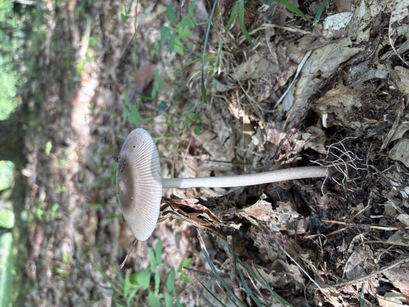 カバイロツルタケ