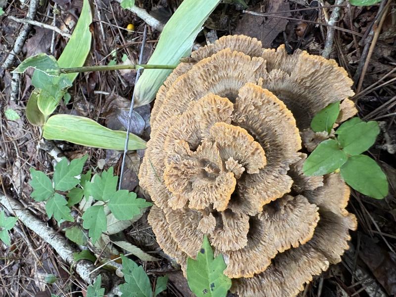 ボタンイボタケ