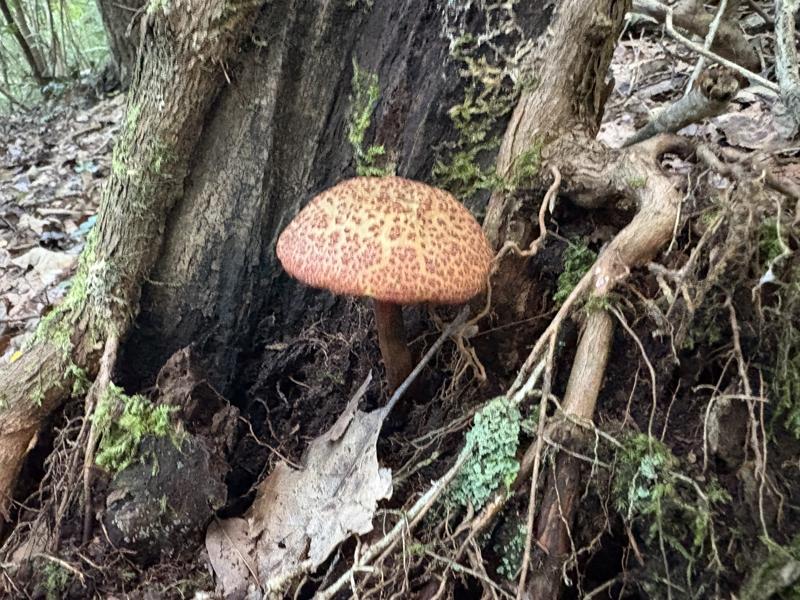 キクバナイグチ