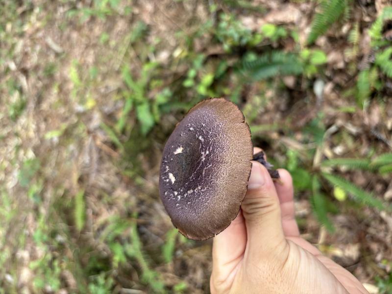 ムラサキフウセンタケ