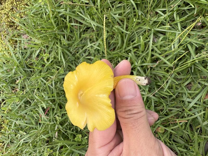 キイボカサタケ