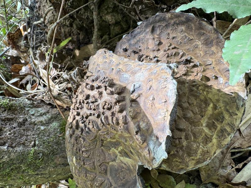 オニイグチモドキ