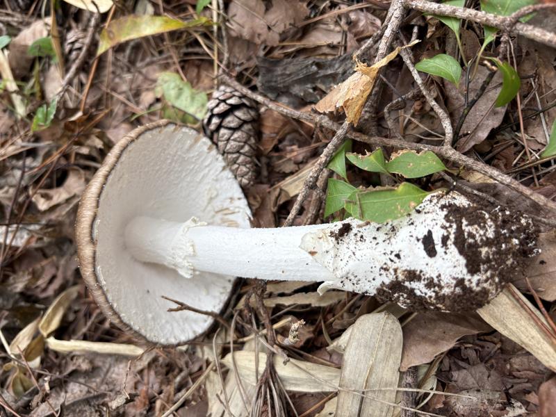 コテングタケモドキ