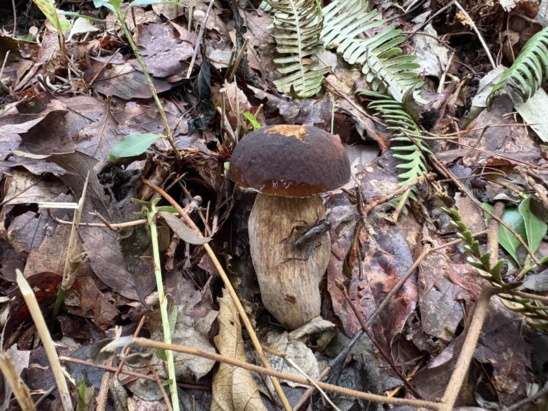 ヤマドリタケモドキ