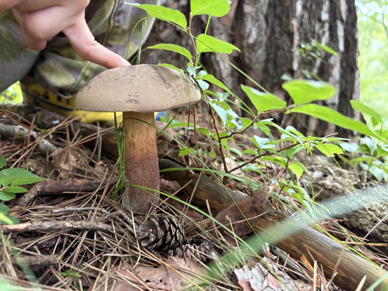 ニガイグチモドキ