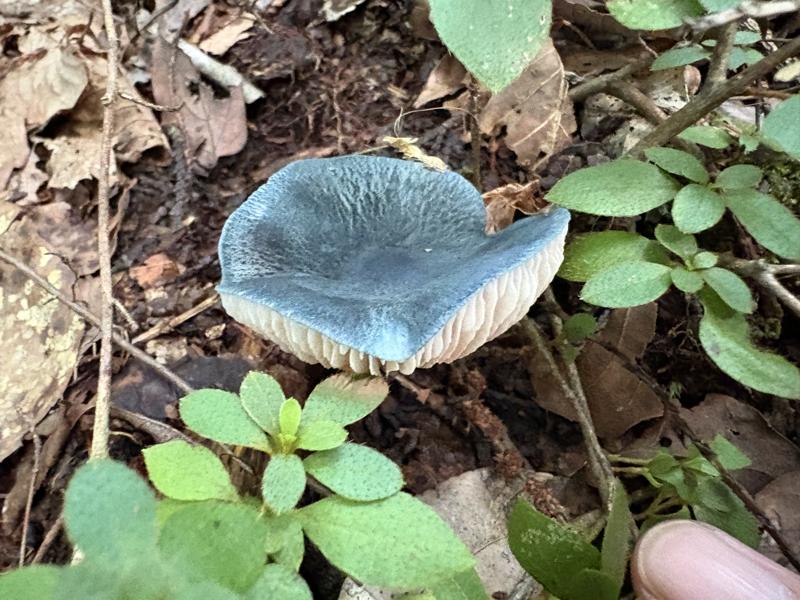 コンイロイッポンシメジ？