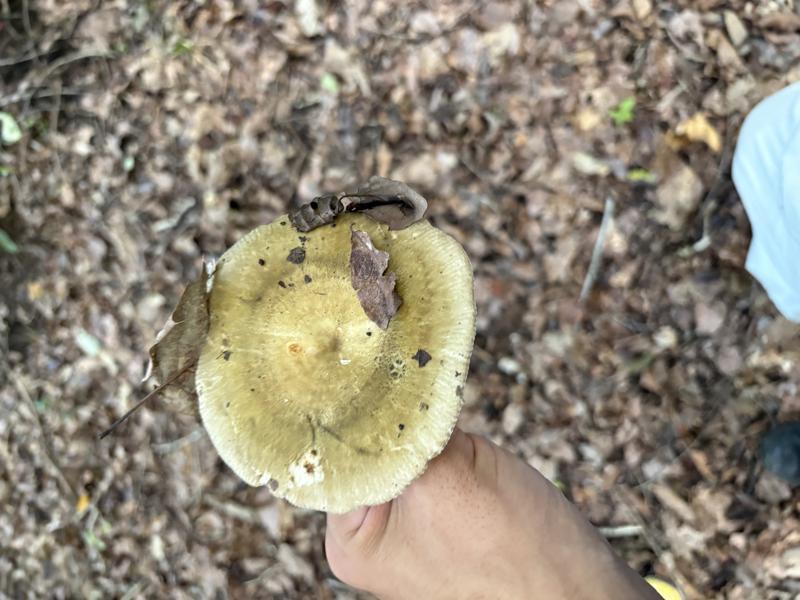 クサハツ系のなにか