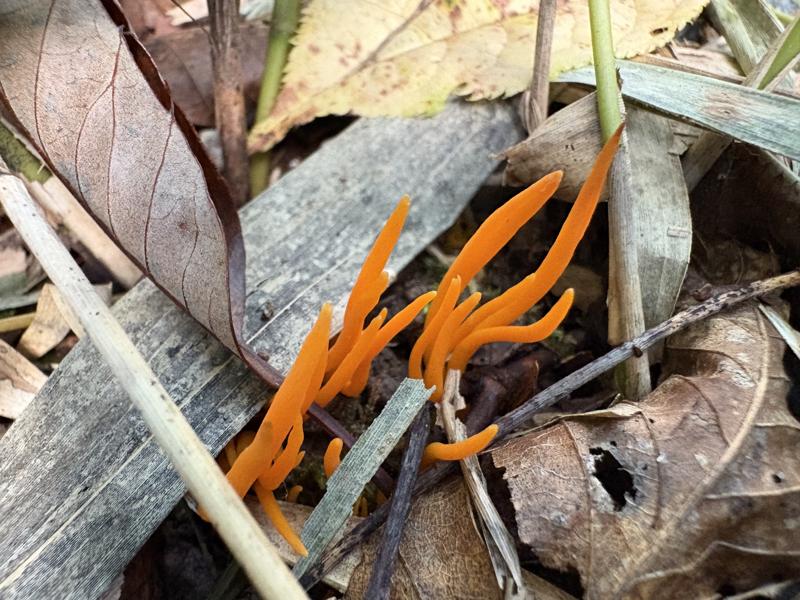 ベニナギナタタケ