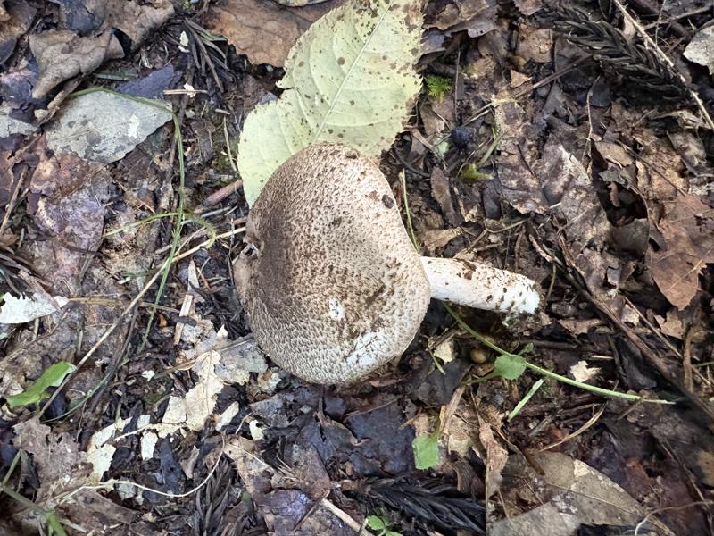 ザラエノハラタケ