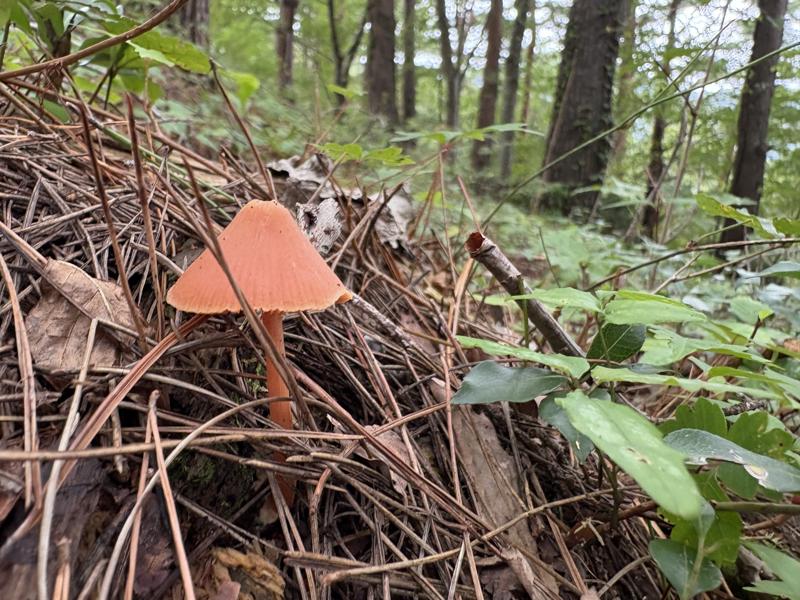 アカイボガサタケ