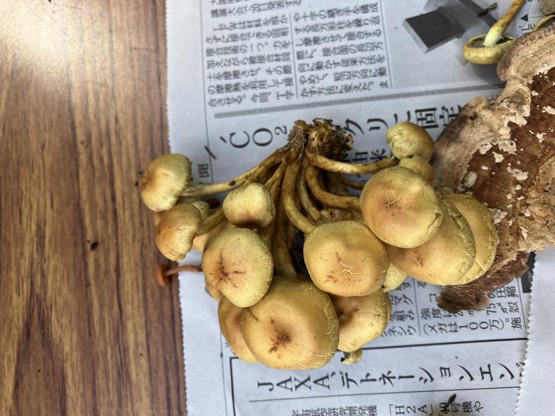 ニガクリタケ