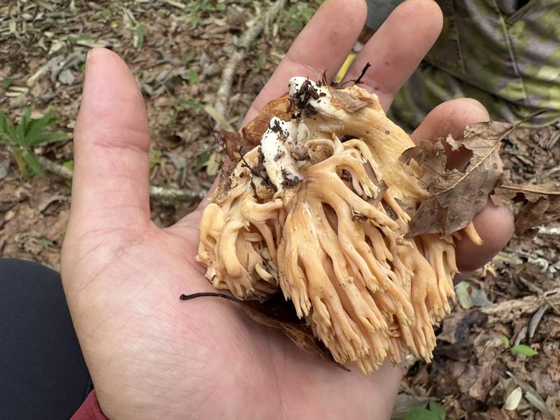 ハナホウキタケ