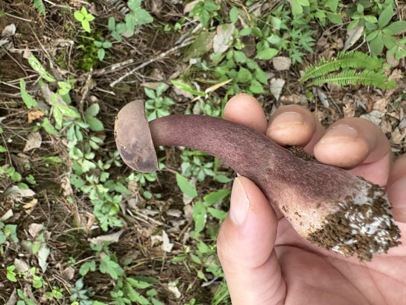 ブドウニガイグチ？