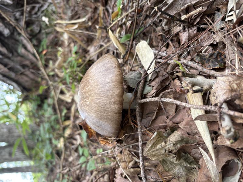 コテングタケモドキ