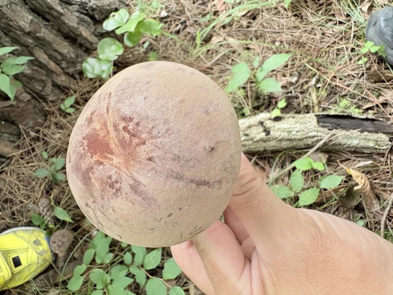 ニガイグチモドキ