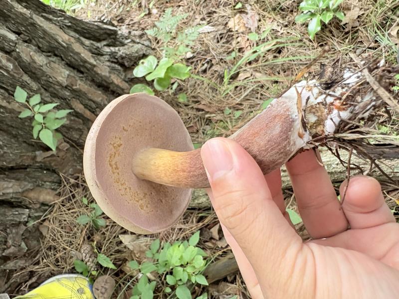 ニガイグチモドキ