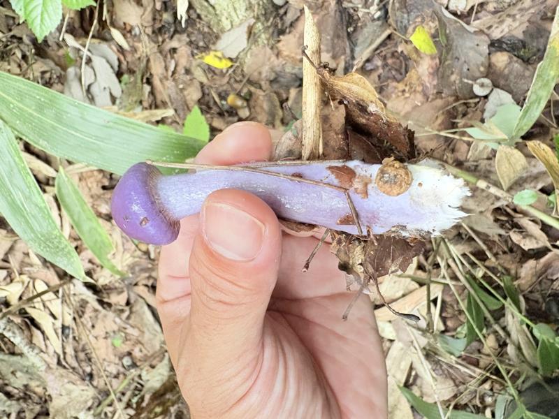 ムラサキアブラシメジモドキ