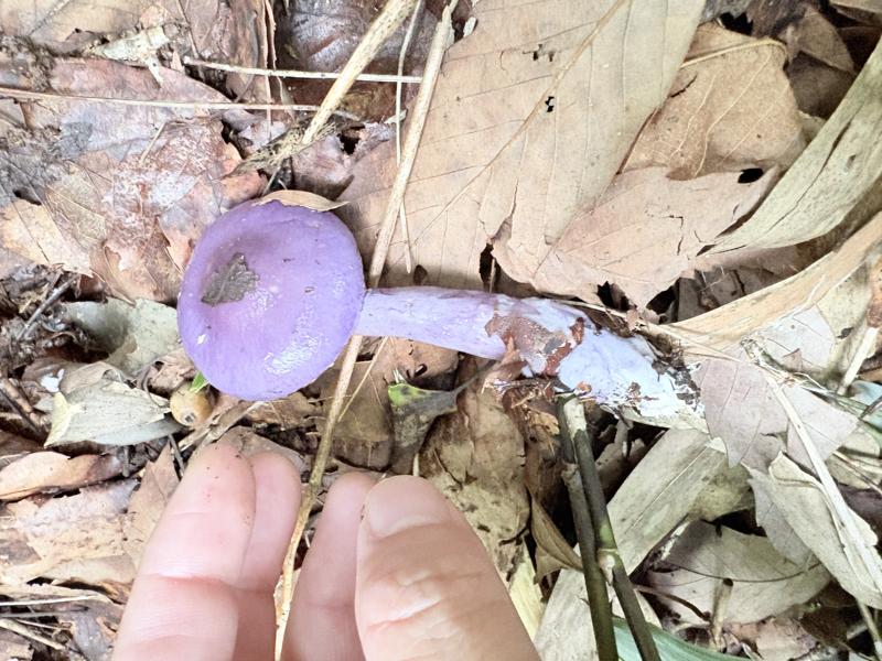 ムラサキアブラシメジモドキ